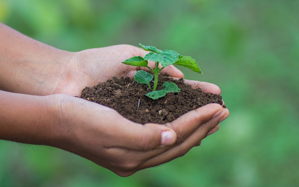 Mão segurando uma pequena árvore para plantar